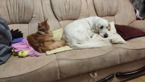 Nessy golden retriever Lies with a red Maine Coon on pillows on the couch, surrounded by things