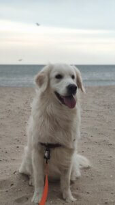 Nessie Golden Retriever wet after swimming against the sandy beach and sea