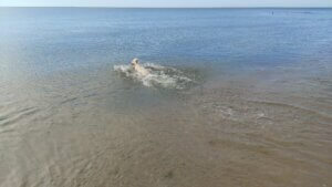Nessy golden retriever swimming in the sea on a sandy beach in calm and sunny weather