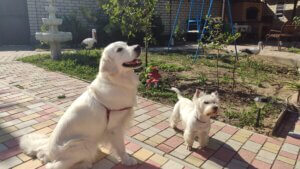 Nessy golden retriever with a Yorkshire Terrier in the backyard