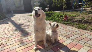 Nessy golden retriever with a Yorkshire Terrier in the backyard